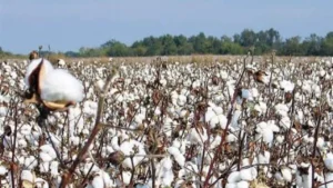 سعر قنطار القطن اليوم في مصر يشهد استقرارًا يؤثر على قرارات المزارعين والمصانع